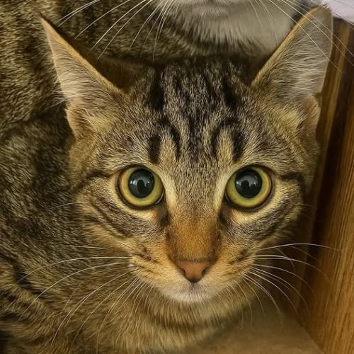 Chat comete à l adoption