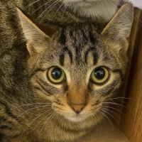 Chat comete à l adoption #0