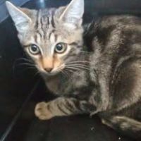 Chat comete à l adoption #2