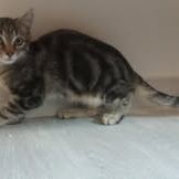 Chat comete à l adoption #3