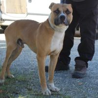 Chien vico à l adoption