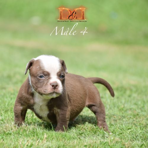 Magnifique chiot bouledogue américain #2