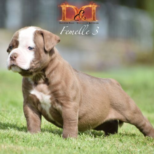 Magnifique chiot bouledogue américain #3