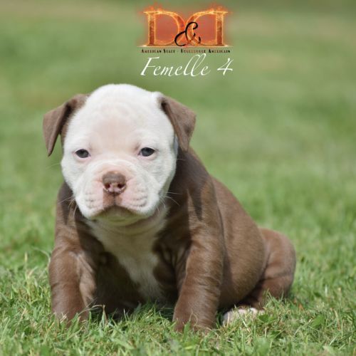 Magnifique chiot bouledogue américain #5