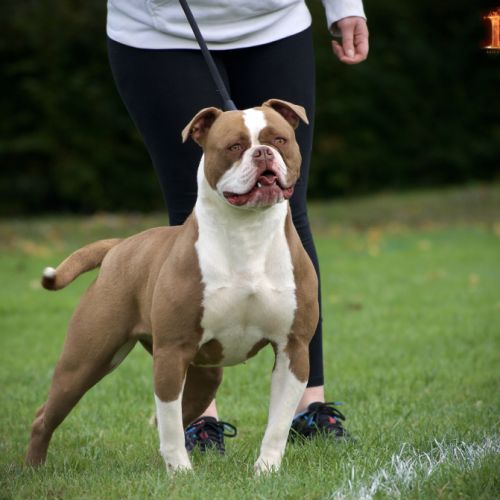 Magnifique chiot bouledogue américain #6