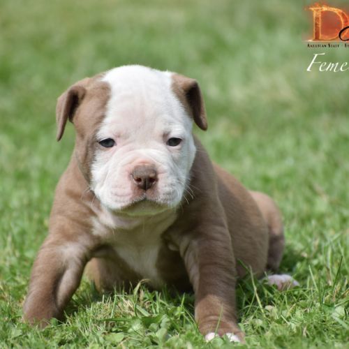 Magnifique chiot bouledogue américain #7