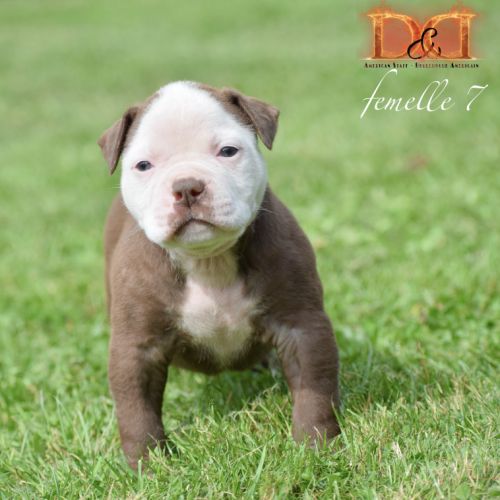 Magnifique chiot bouledogue américain #8