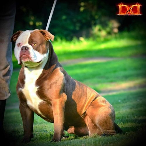 Magnifique chiot bouledogue américain #9