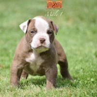 Magnifique chiot bouledogue américain #0