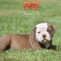 Magnifique chiot bouledogue américain #4