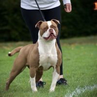 Magnifique chiot bouledogue américain #6