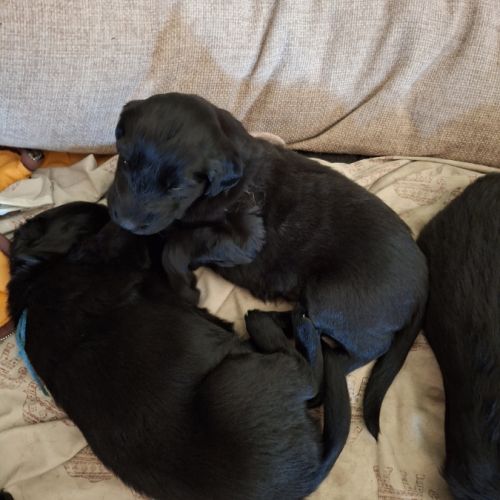 Chiots flat coated retriever noirs #2