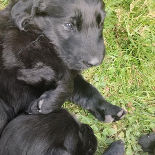 Chiots flat coated retriever noirs #3