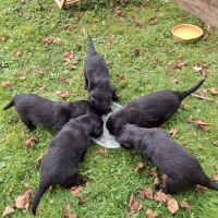 Chiots flat coated retriever noirs #0