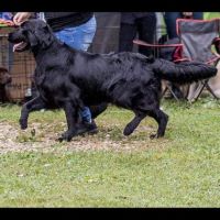 Chiots flat coated retriever noirs #4