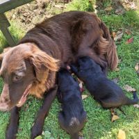 Chiots flat coated retriever noirs #5