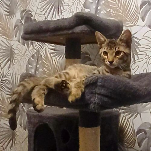 Fizz un petit mâle hyper sympa