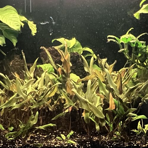 Ancistrus et plantes