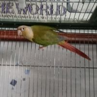 Vend mâle conure #0