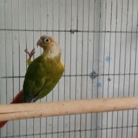 Vend mâle conure #2