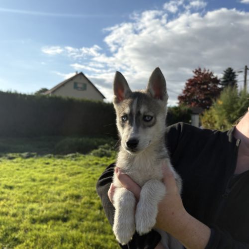 Chiot husky lof #1
