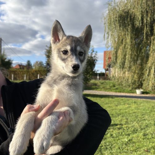 Chiot husky lof #3