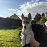 Chiot husky lof #1