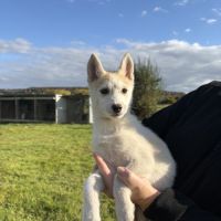 Chiot husky lof #0