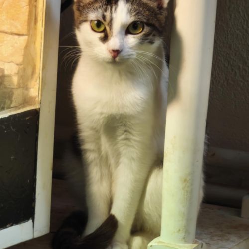 Alma - adoption en cours