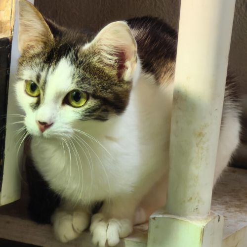 Alma - adoption en cours #2