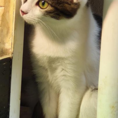 Alma - adoption en cours #3