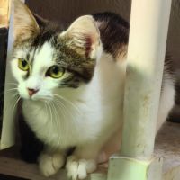 Alma - adoption en cours #2