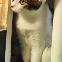 Alma - adoption en cours #3