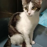 Alma - adoption en cours #4