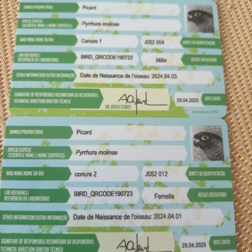 Couple de conure de molina(joue verte)vend. #2