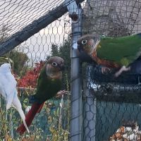 Couple de conure de molina(joue verte)vend.