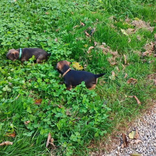 Chien type border terrier #1