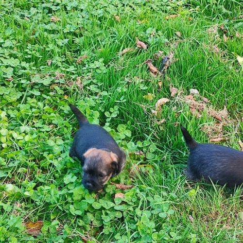 Chien type border terrier