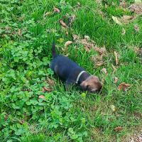 Chien type border terrier #2