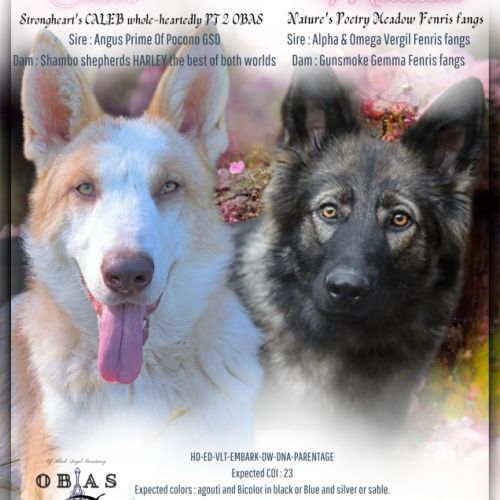 Rare ! chiots berger allemands bleu ou panda ! #2