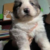 Chiot berger allemand panda bleu poudré (rare)