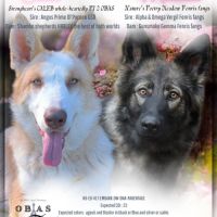 Rare ! chiots berger allemands bleu ou panda ! #2