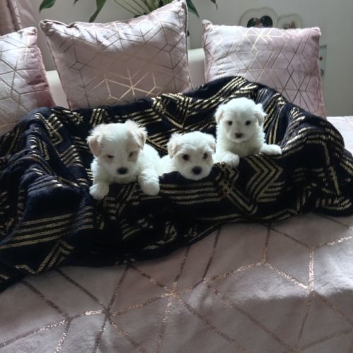 Adorables chiots bichons maltais