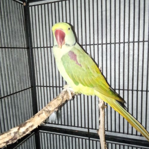 Perruches grand alexandre