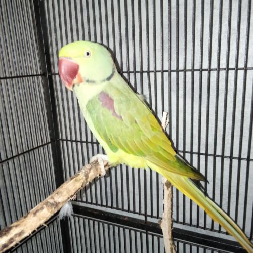 Perruches grand alexandre #2