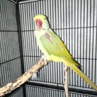 Perruches grand alexandre #0