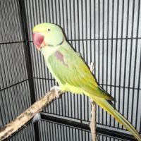 Perruches grand alexandre #2