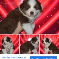 Bb berger australien #1