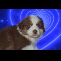 Bb berger australien