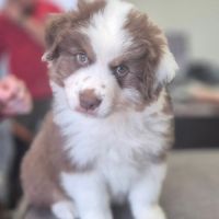 Bb berger australien #3